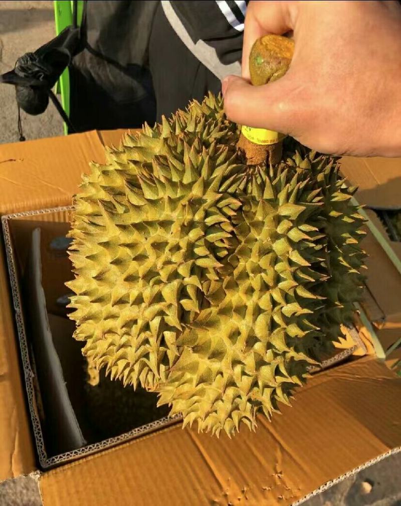 榴莲源头供应诚信经营