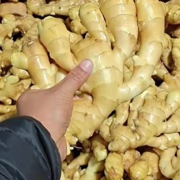 源头供应天然新鲜生姜价格美丽