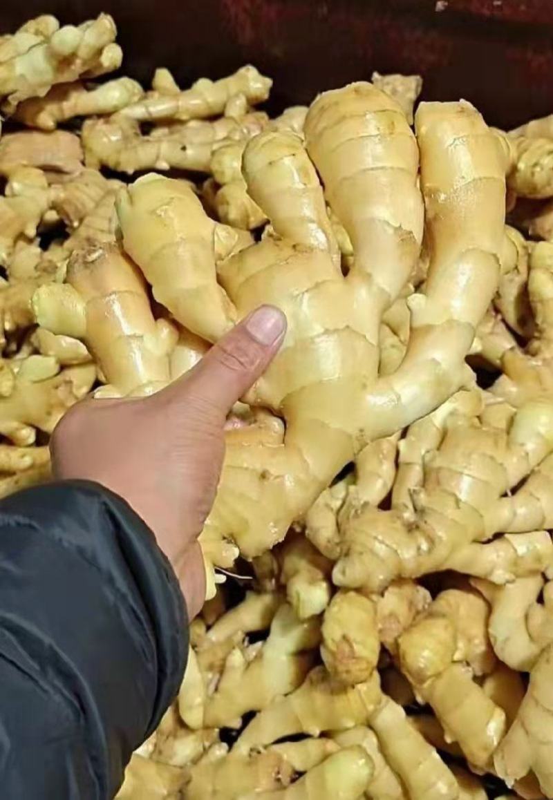 源头供应天然新鲜生姜价格美丽