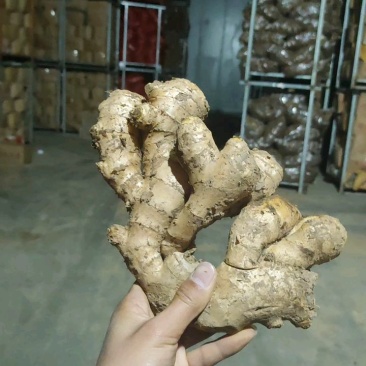 ***生姜长期供货量大从优支持拿样