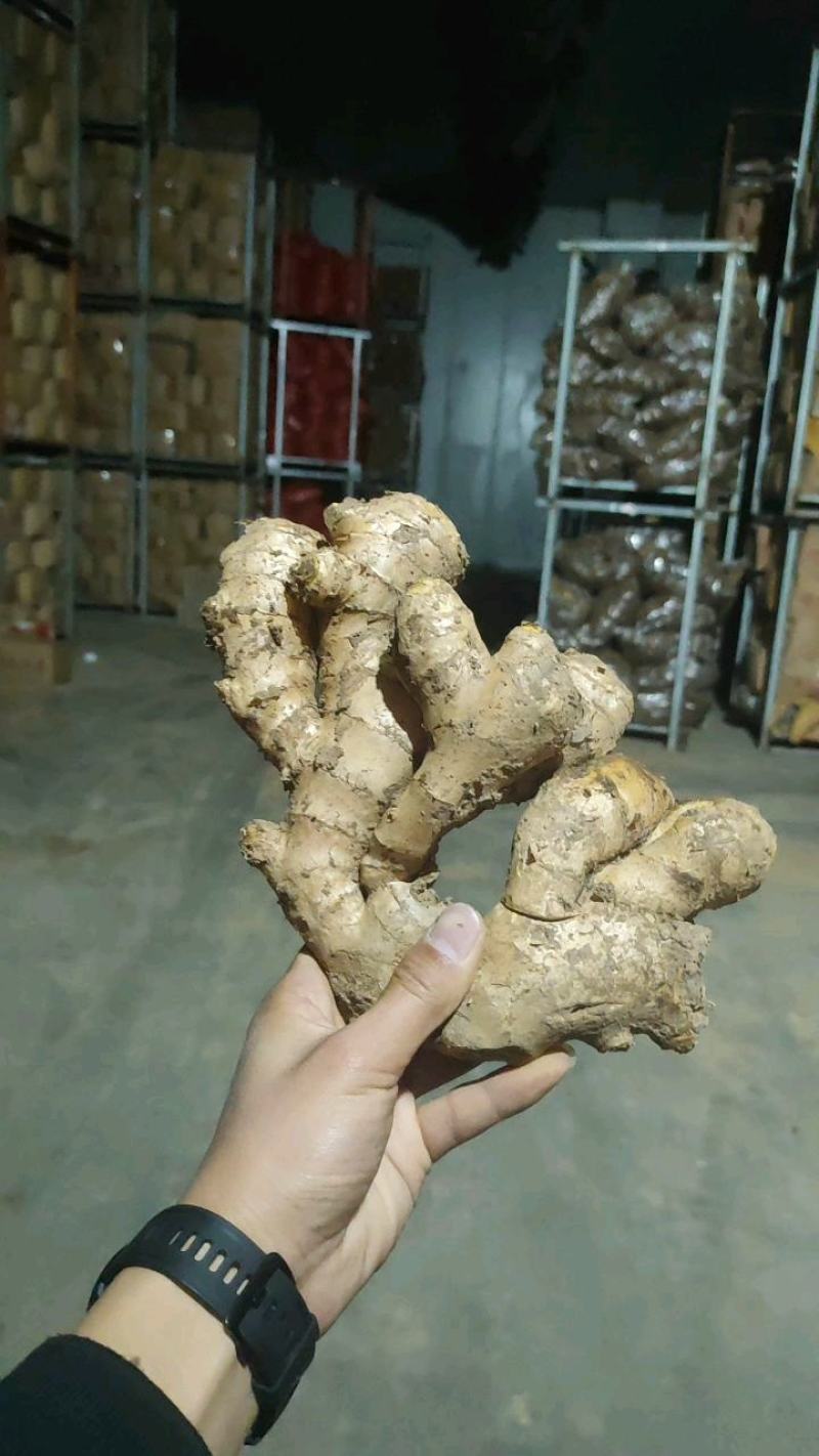 ***生姜长期供货量大从优支持拿样