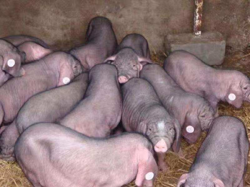 农家散养活猪正品保障订多包送