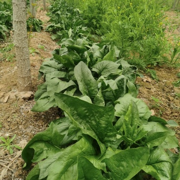 原产地菠菜规格齐全量大优惠