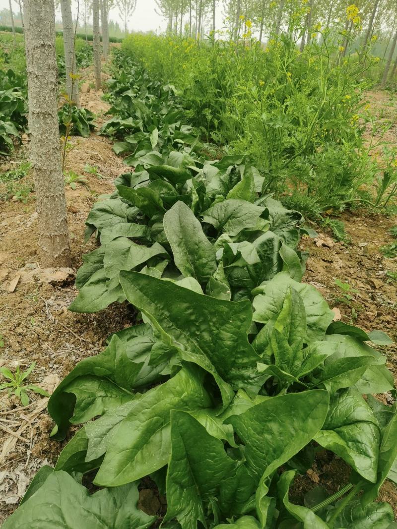 原产地菠菜规格齐全量大优惠