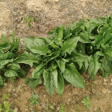 正宗菠菜现货秒发量大从优