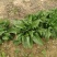正宗菠菜现货秒发量大从优