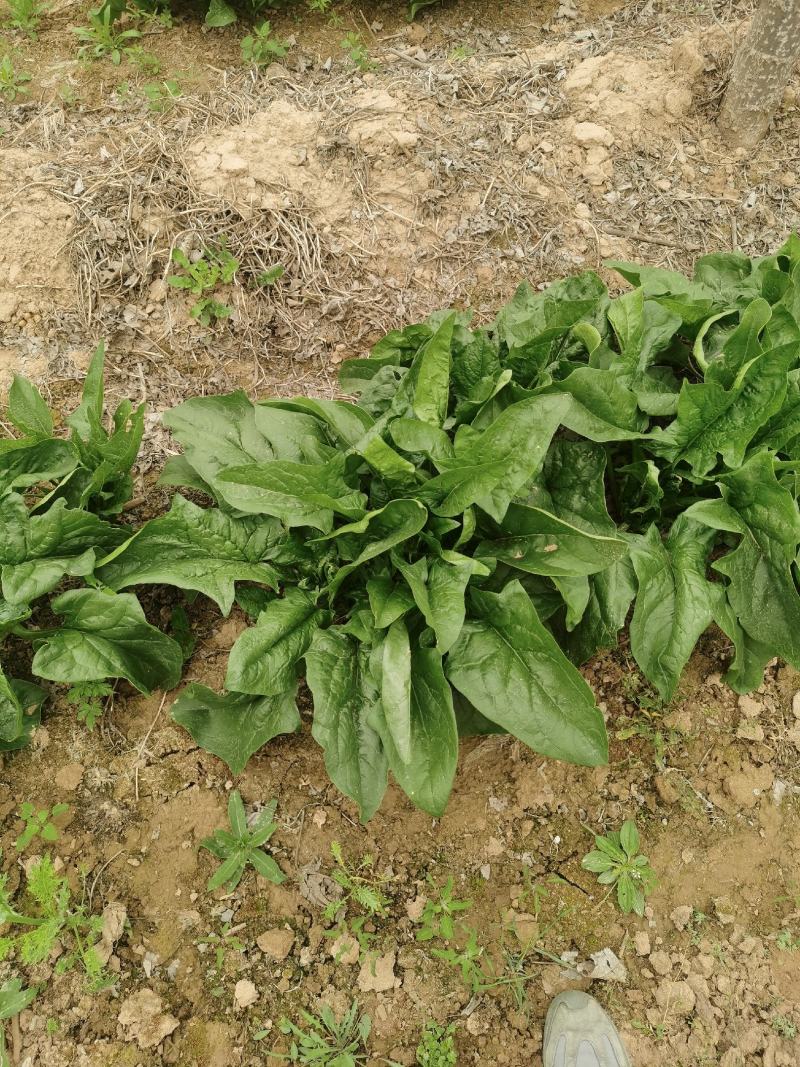 正宗菠菜现货秒发量大从优
