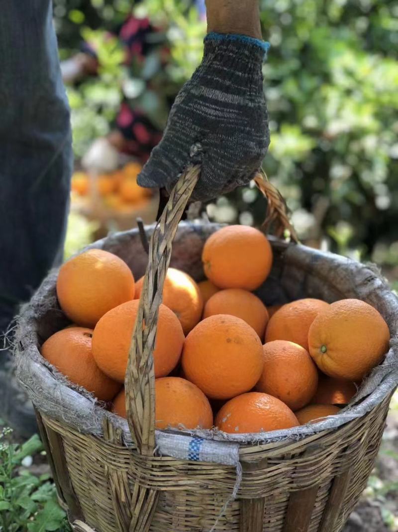 橙子现货秒发量大优惠