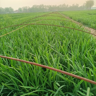 天然新鲜韭菜电商供货价格美丽
