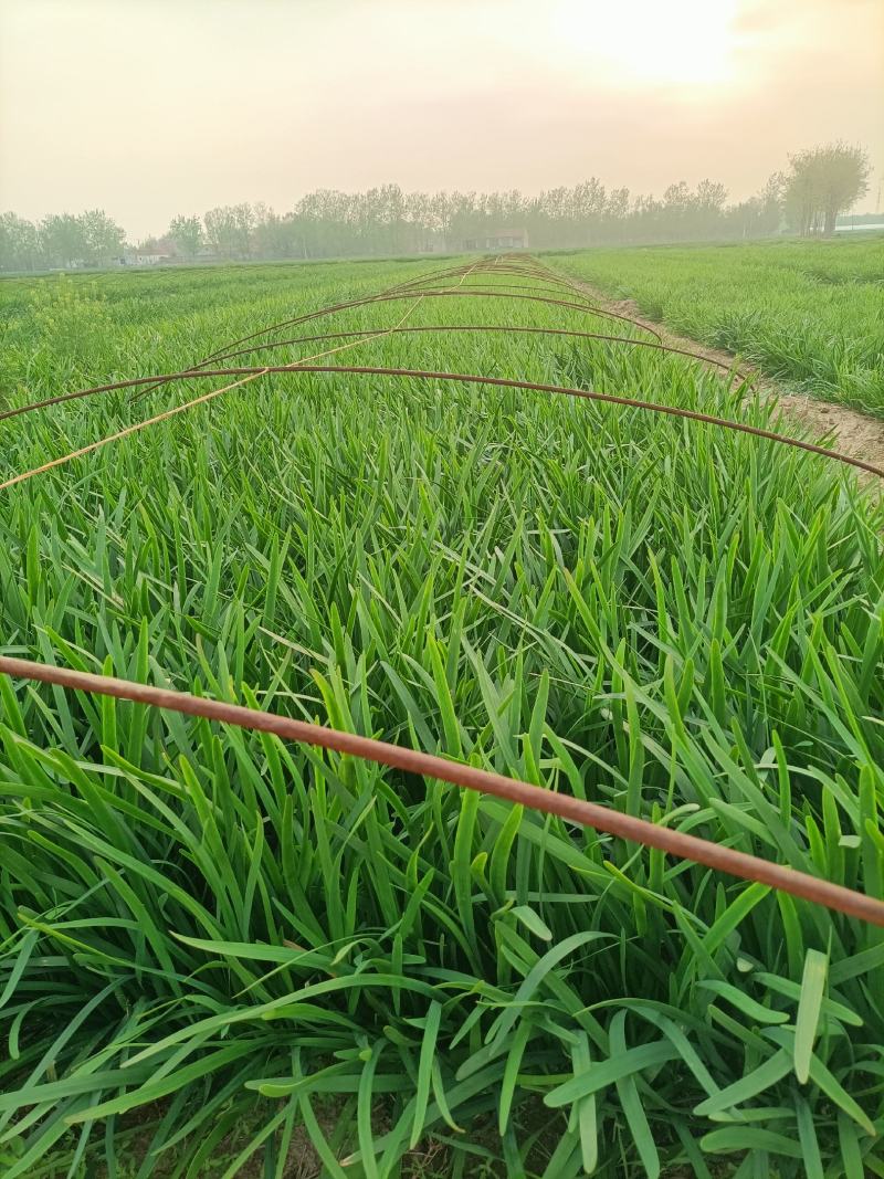 天然新鲜韭菜电商供货价格美丽