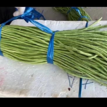 正规货源豆角厂家直销欢迎电话咨询