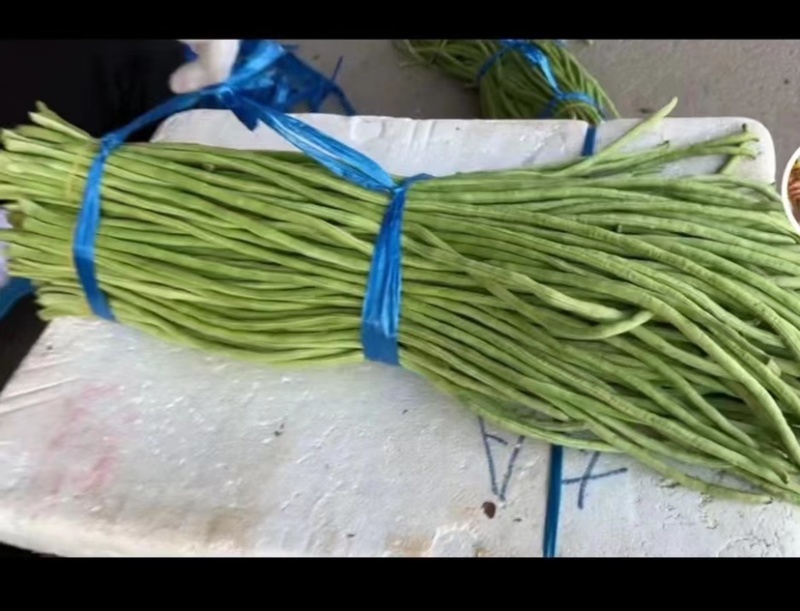 正规货源豆角厂家直销欢迎电话咨询