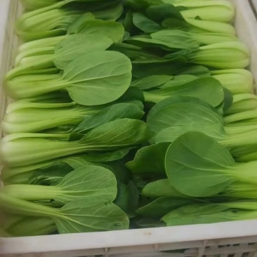 精品油菜长期有货正品保障