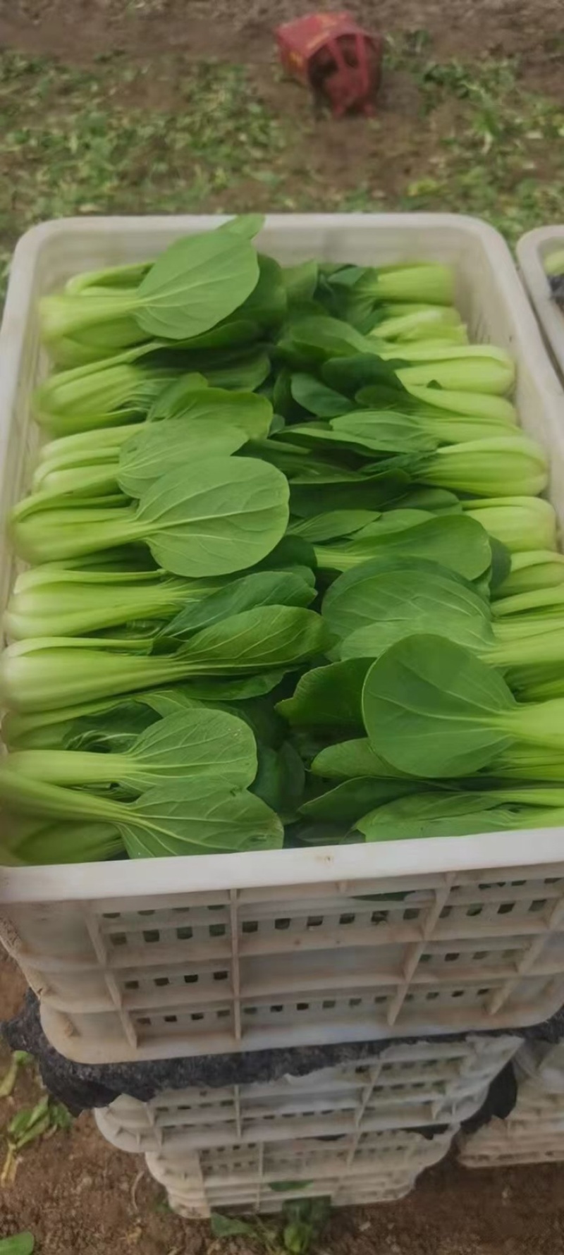 精品油菜长期有货正品保障