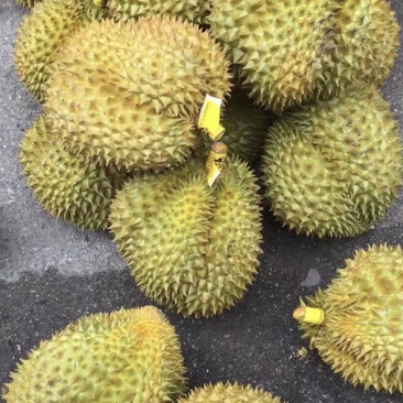 精品榴莲一手货源量大优惠