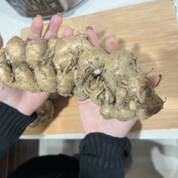 规格齐全一手货源沙姜价格美丽