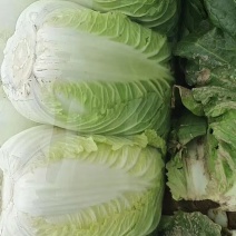 精品白菜随时有货欢迎联系