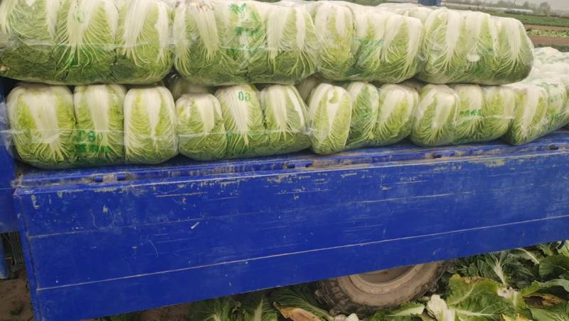 正宗白菜电商供货源头供应