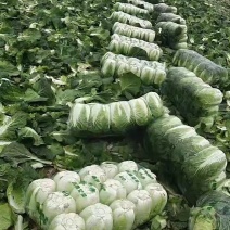 天然新鲜白菜电商供货随时可聊