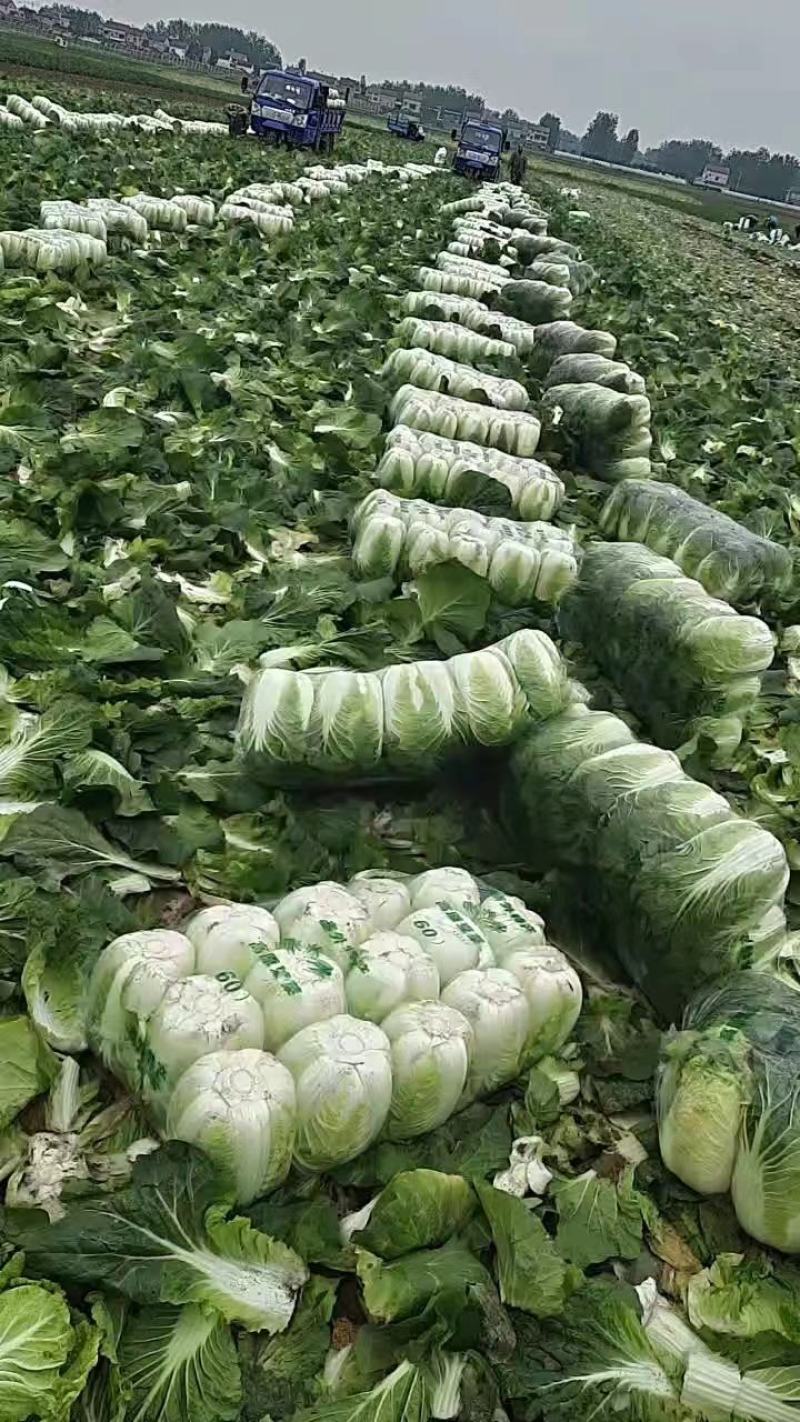 天然新鲜白菜电商供货随时可聊