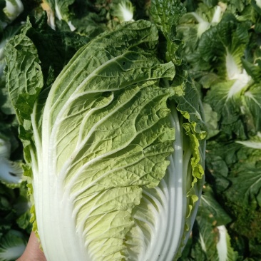 天然新鲜白菜厂家直销全网低价