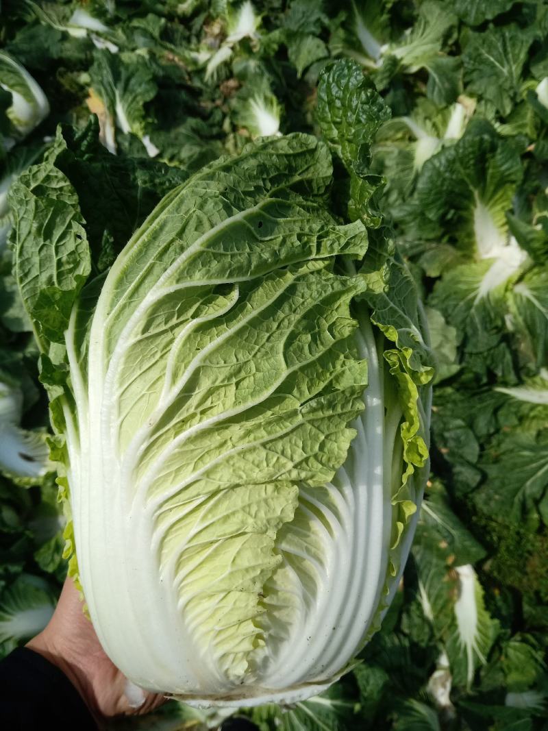 现货秒发精品白菜全网低价