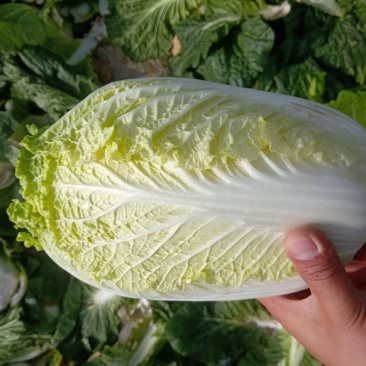 无添加白菜长期供货正品保障