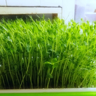 应季豌豆苗随时有货价格实惠