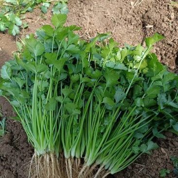 应季香菜全国供应现货秒发