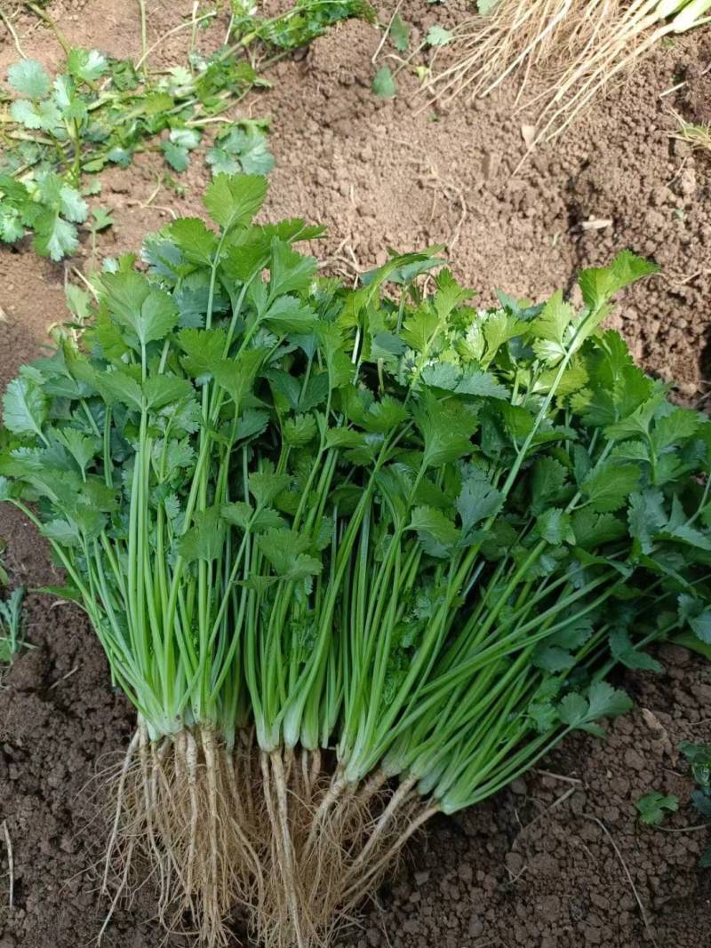 应季香菜全国供应现货秒发