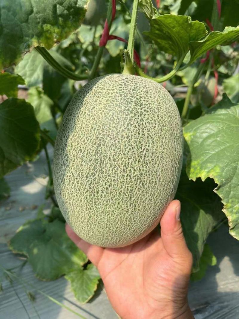 全网优质货源哈密瓜长期供货