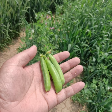 无添加豌豆电商供货价格实惠