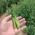 无添加豌豆电商供货价格实惠