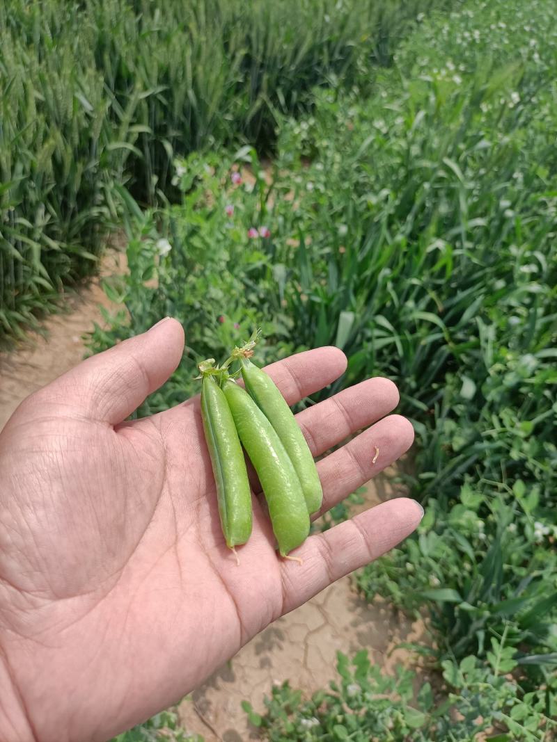 无添加豌豆电商供货价格实惠