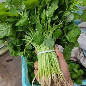 天然新鲜苋菜长期供应价格美丽