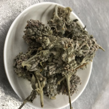 蜜桶花