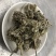 蜜桶花