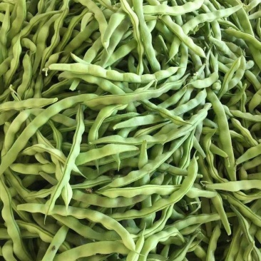 正品保障芸豆全国供应超高性价比