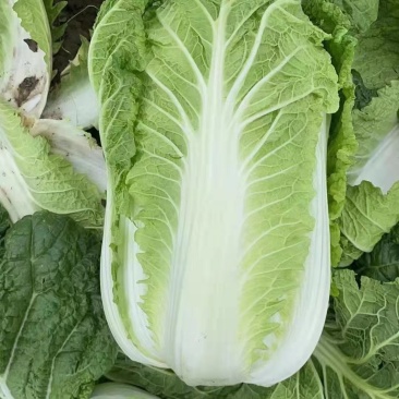 精品白菜长期有货随时可聊