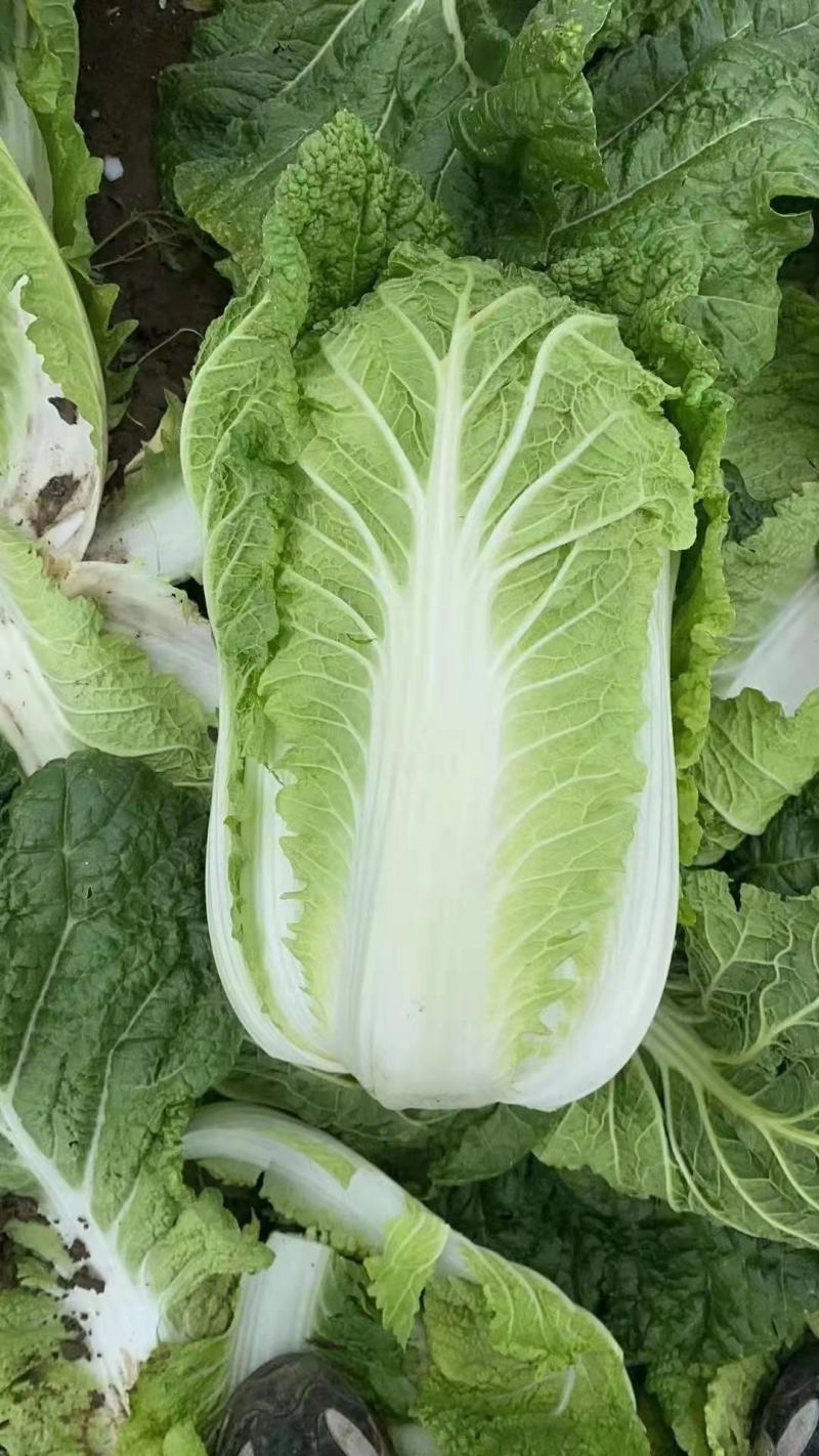 精品白菜长期有货随时可聊