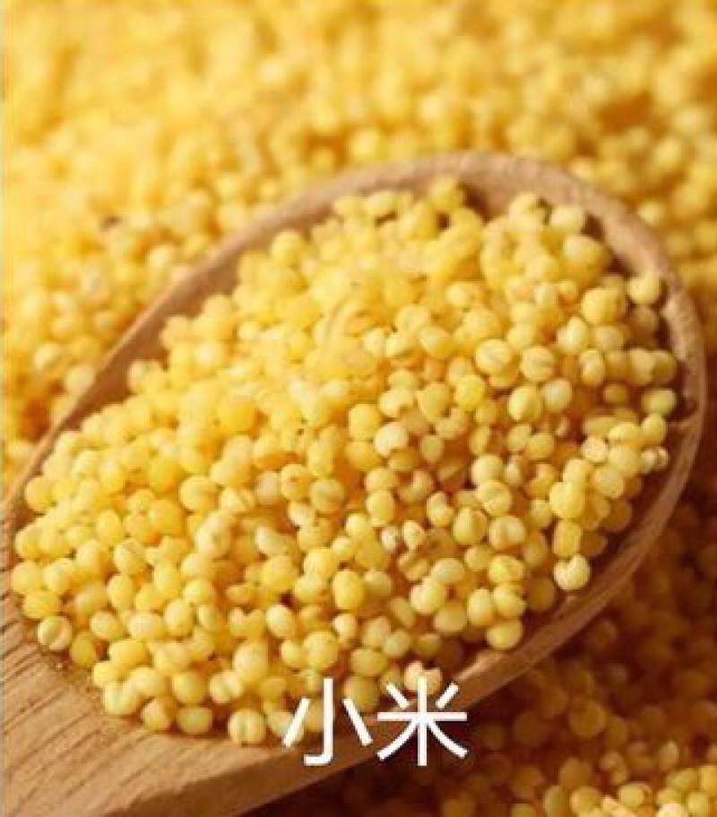 优质小米东北产地直发一年一季