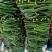 应季黄瓜长期有货量大从优