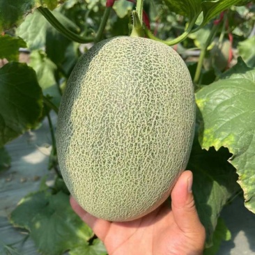 甜度高品质好哈密瓜正宗保障