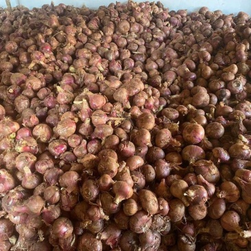 正品保障洋葱产地直发价格美丽