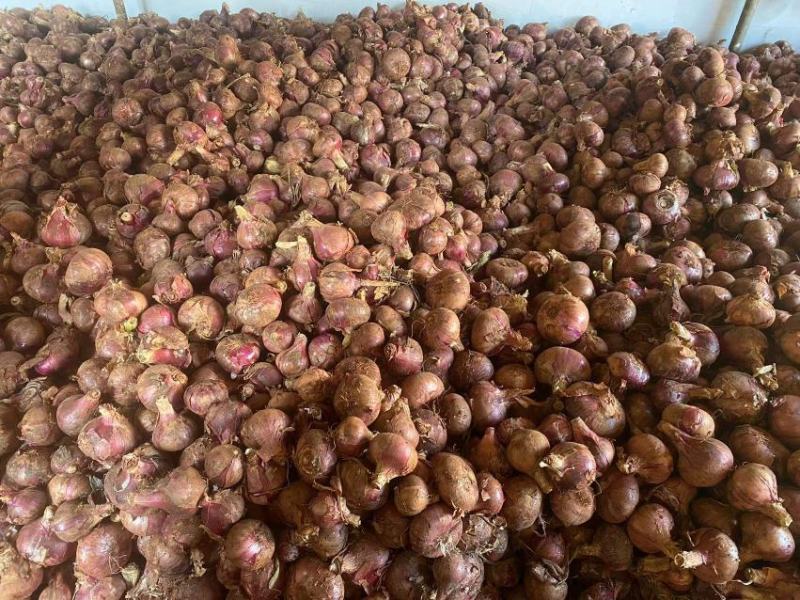正品保障洋葱产地直发价格美丽