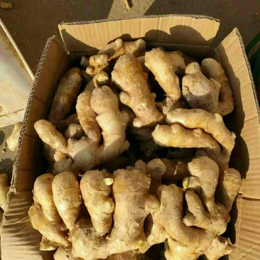正品保障生姜下单秒发价格美丽
