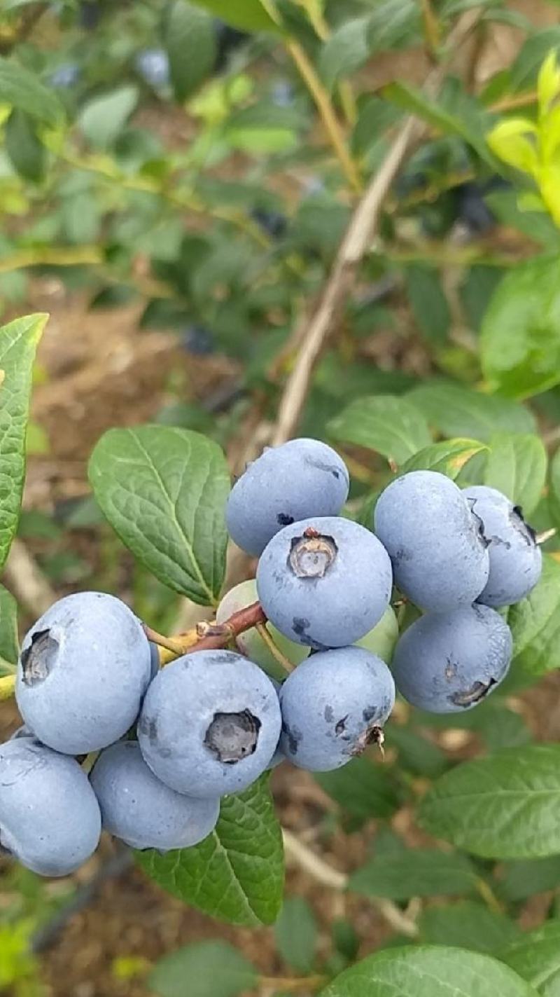 规格齐全蓝莓超高性价比下单秒发