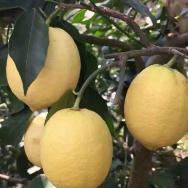 柠檬应季欢迎电话咨询诚信经营
