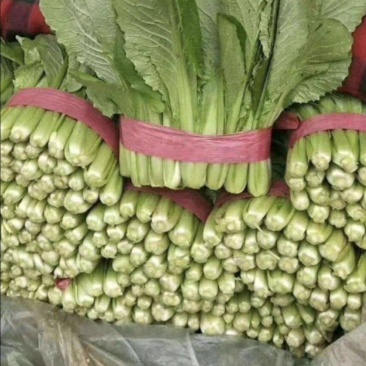 精品小白菜