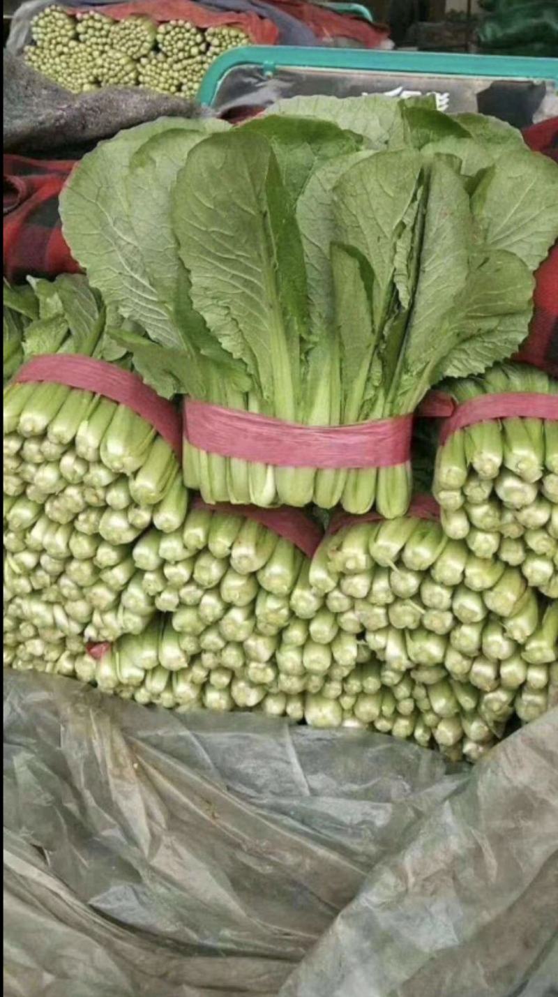 精品小白菜